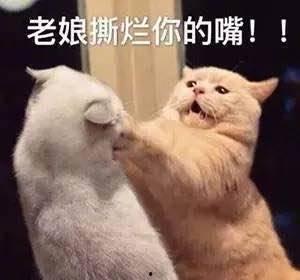 娱乐吃瓜君和猫,揭秘娱乐圈的萌宠趣事