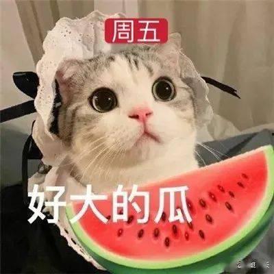 吃瓜娱乐的喵哥是谁呀,吃瓜娱乐界的神秘喵星人