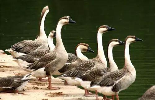 八鹅吃瓜菌不空娱乐