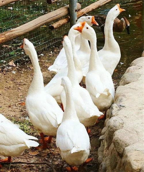 八鹅吃瓜菌不空娱乐