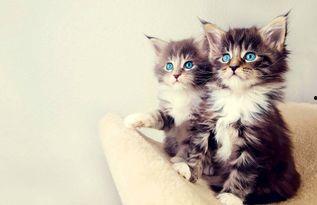 娱乐吃瓜酱29岁猫咪,揭秘宠物界的长寿传奇