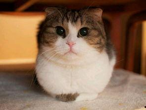 娱乐吃瓜酱29岁猫咪,揭秘宠物界的长寿传奇