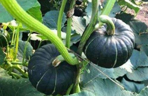 娱乐吃瓜718网红瓜,娱乐吃瓜盛宴，揭秘网红圈幕后故事