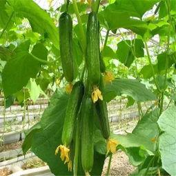 娱乐吃瓜718网红瓜,娱乐吃瓜盛宴，揭秘网红圈幕后故事