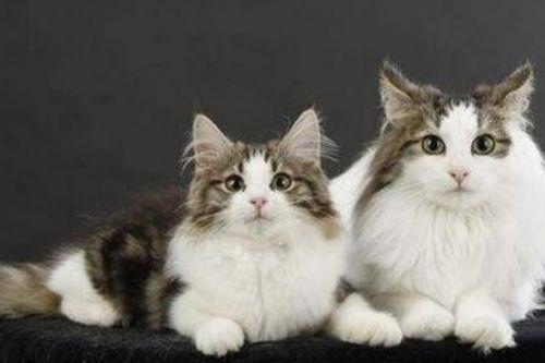 娱乐吃瓜酱挪威,吃瓜酱带你揭秘神秘北欧娱乐圈风云