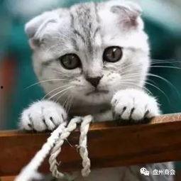 娱乐吃瓜君折耳猫视频,萌态百出，笑料连连