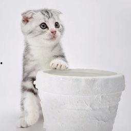 娱乐吃瓜君折耳猫视频,萌态百出，笑料连连