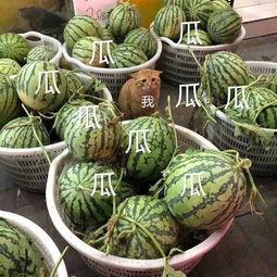 广州市吃瓜娱乐,吃瓜群众的快乐天堂